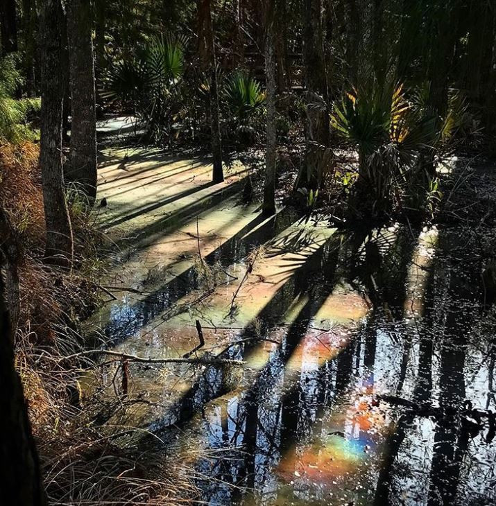 Mlastina Curcubeu SUA - 5