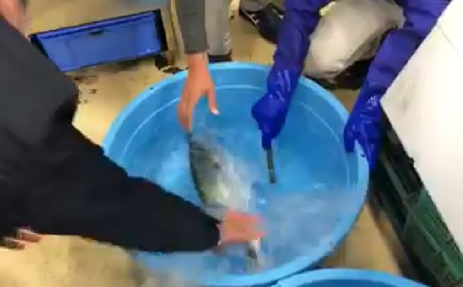 Momentul incredibil în care un pește congelat revine la viață după ce este dezghețat. VIDEO