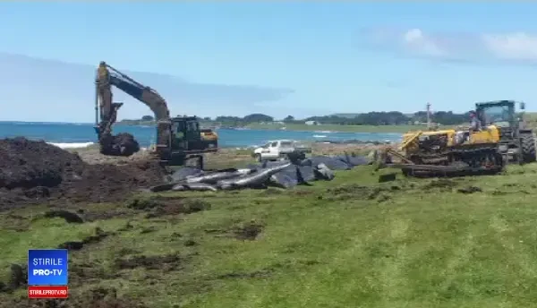 200 de balene moarte într-o săptămână. ”Nu o să le uit niciodată plânsetele”