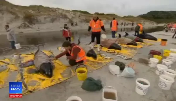 Belene moarte în Noua Zeelandă