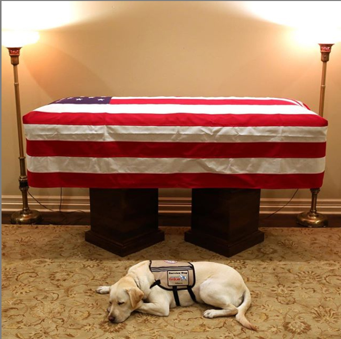 Cainele lui George Bush