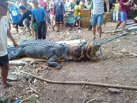 Crocodil gigantic, prins în Filipine după ce a mâncat un pescar. FOTO cu monstrul