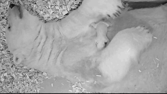 Sărbătoare la o grădină zoologică din Berlin, unde s-a născut un pui de urs polar. VIDEO