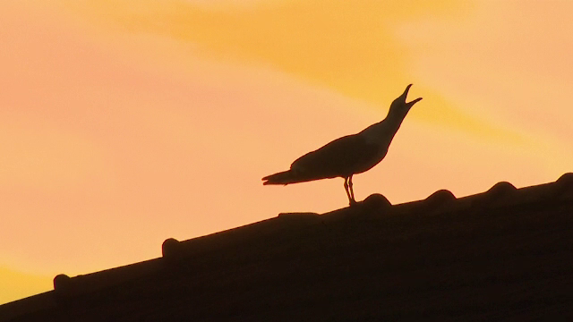 Locuitorii Romei, terorizaţi de păsări. Oamenii nu mai ies din casă fără umbrelă