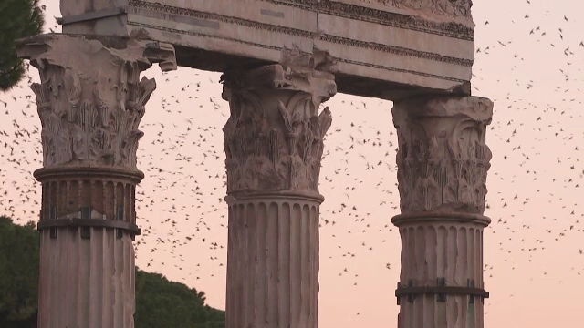 Grauri Roma