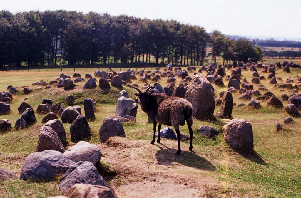 Ţara din UE care va trimite imigranţii nedoriţi pe o insulă unde trăiesc doar animale bolnave