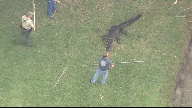 Aligator capturat după ce reptilă a atacat un bărbat. Ce s-a întâmplat cu victima