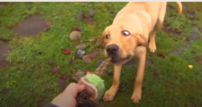 Descoperirea incredibilă făcută de un cățel, în timp ce săpa în curte