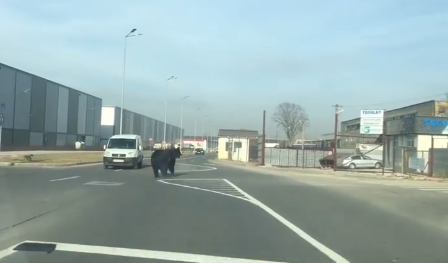 Urs în apropierea unui mall din Braşov. Localnicii, avertizaţi prin RO-ALERT. VIDEO