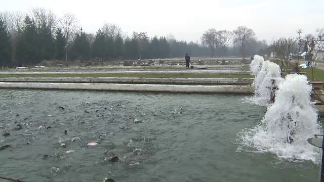 Afacerile cu păstrăvării merg excelent în postul Crăciunului. Care sunt câștigurile