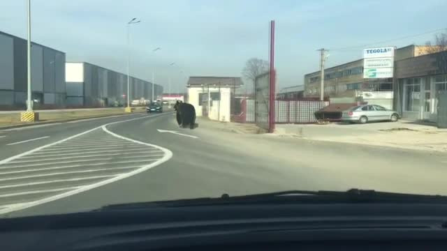 Urșii și-au schimbat comportamentul. Ce spun experții despre prezența lor în orașe