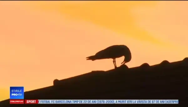 Locuitorii Romei, terorizaţi de păsări. Oamenii nu mai ies din casă fără umbrelă