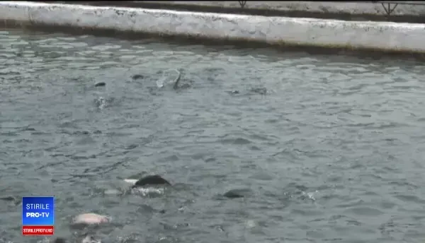 Afacerile cu păstrăvării merg excelent, în postul Crăciunului. Care sunt câștigurile