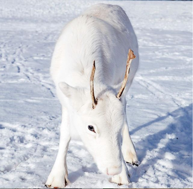 Un pui de ren, viral pe internet, datorită culorii sale: „Minunată creatură!” FOTO