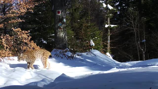 România ajută la salvarea râșilor din Europa. Imagini surprinse în zonele sălbatice