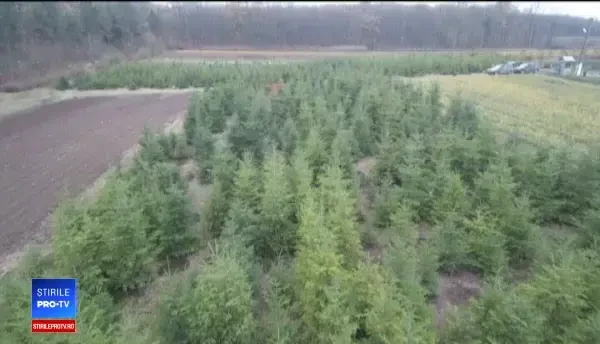 Brazi de Crăciun vânduți în rate, în piețele din Capitală: ”Cu cardul, până la vară”. Cât costă