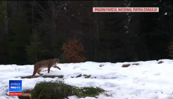România ajută la salvarea râșilor din Europa. Imagini surprinse în zonele sălbatice