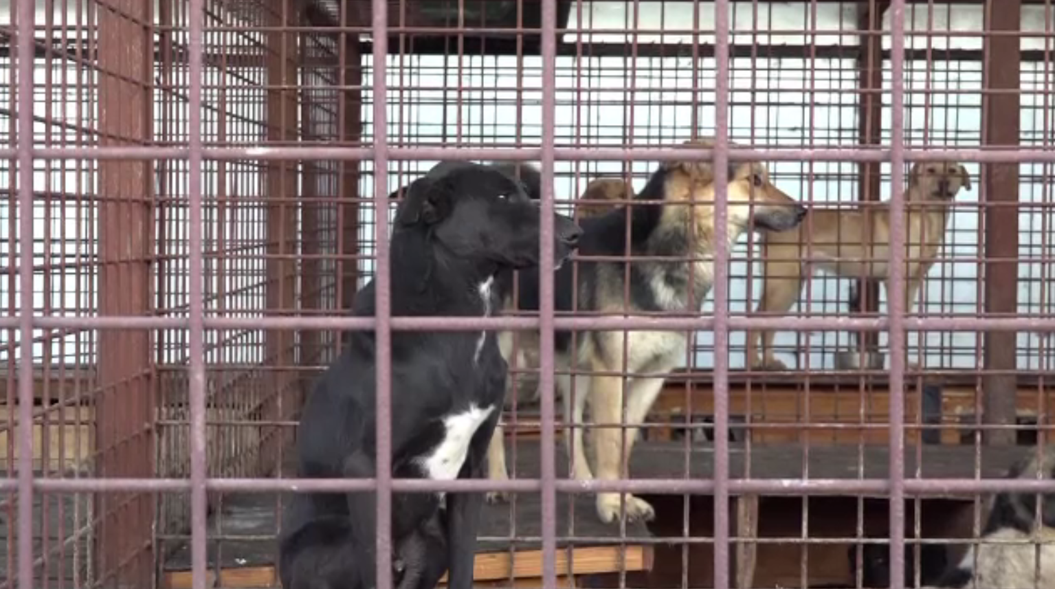 Zeci de câini de la un adăpost din Târgu Mureș au primit cadouri și donații de Moș Nicolae