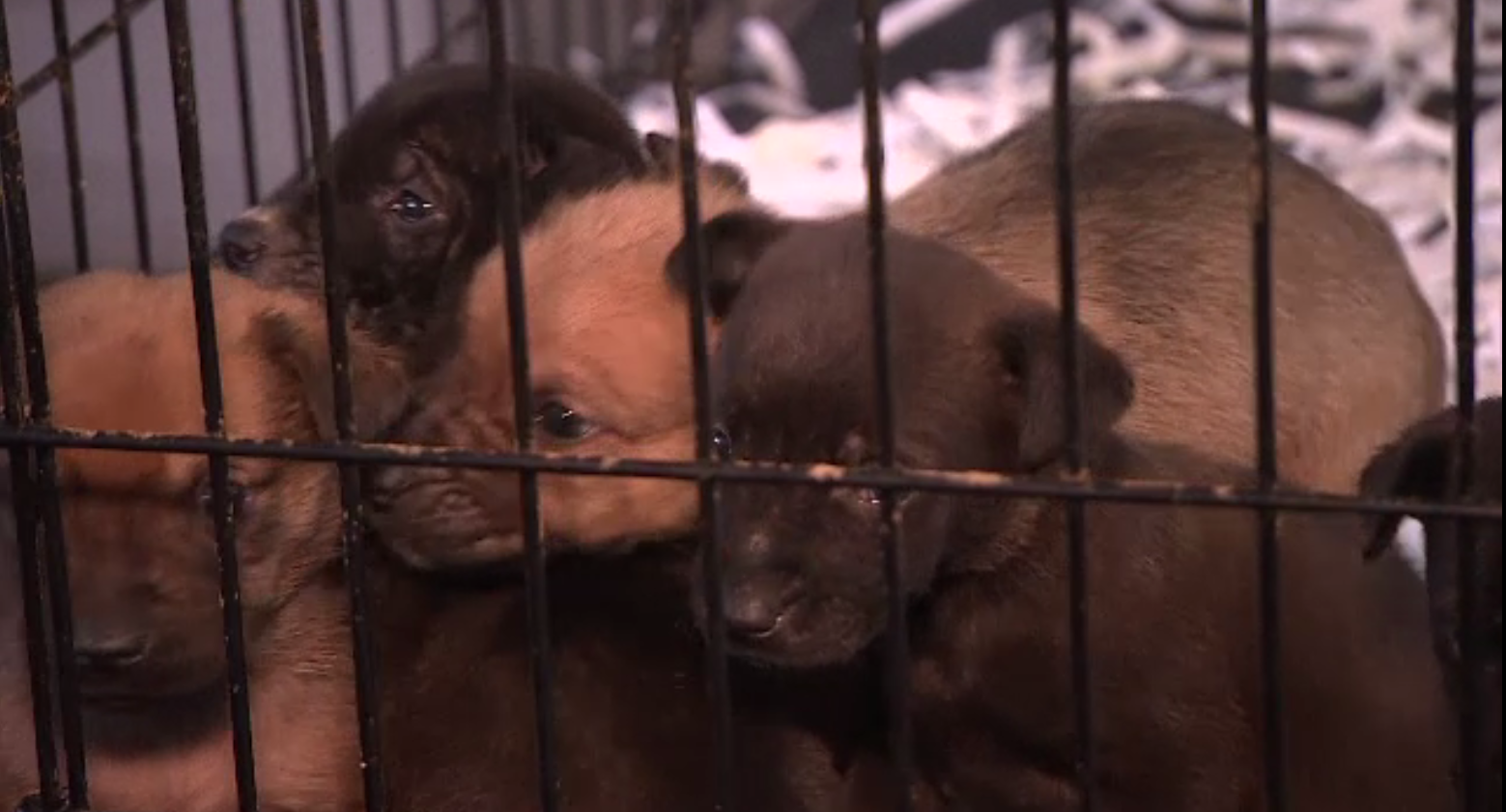 Autoritățile din București au început o campanie de sterilizare gratuită pentru câinii cu stăpân