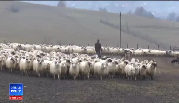 Urșii și-au schimbat comportamentul. Ce spun experții despre prezența lor în orașe