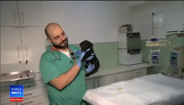 Autoritățile din București au început o campanie de sterilizare gratuită pentru câinii cu stăpân