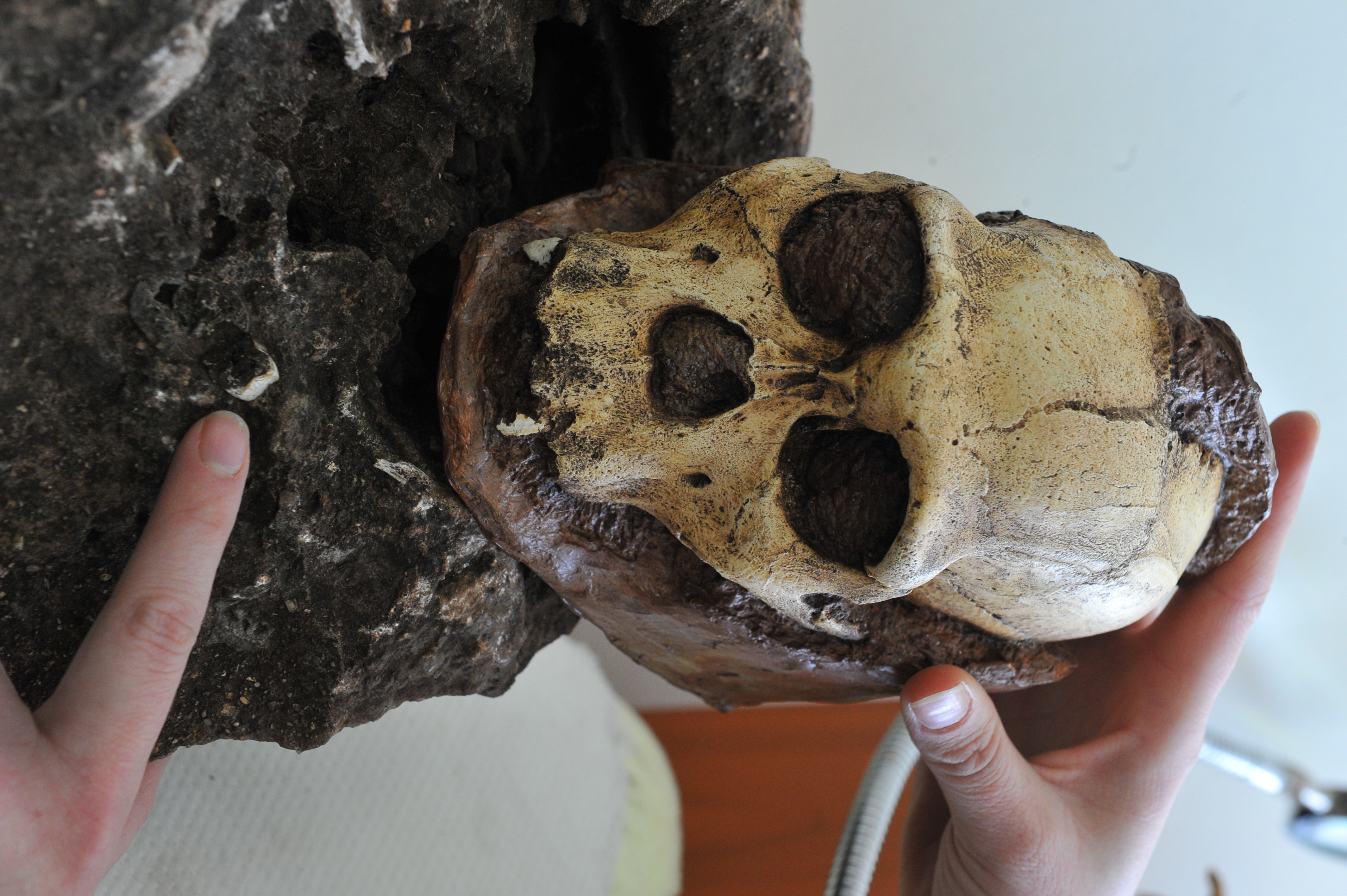 Descoperire importantă: specia unui strămoș al omului, necunoscută până acum