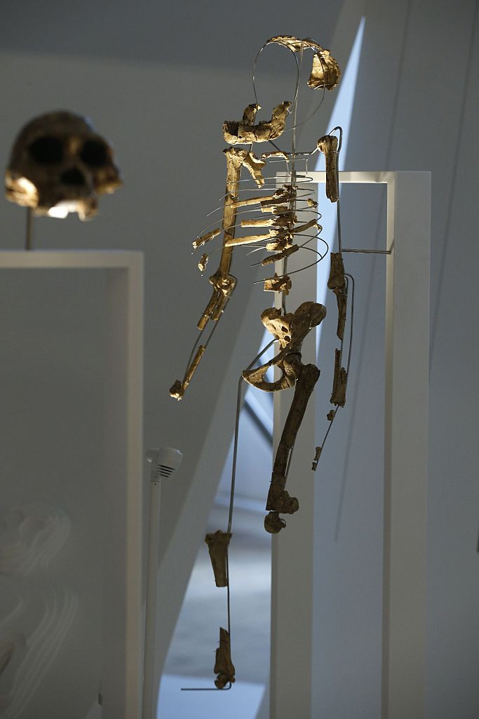 schelet, Australopithecus