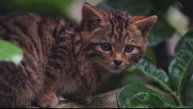 Pui de pisică sălbatică de Scoția văzut pentru prima dată din august, când s-a născut