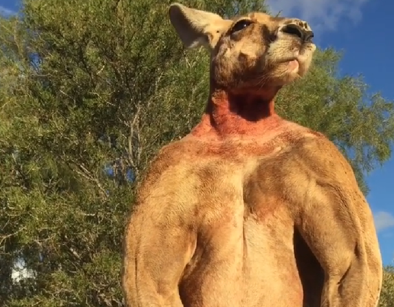 Roger, cangurul "musculos" celebru pe internet, a murit. Cum a devenit faimos