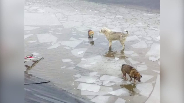 Intervenție periculoasă a pompierilor clujeni pentru salvarea a 2 vulpi