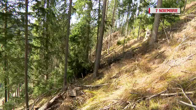 Inspectorul Pro - paduri