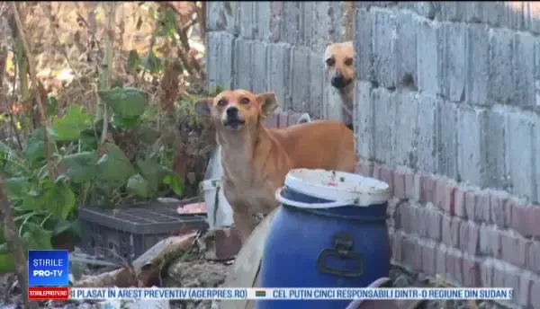 Bărbat descoperit mort în casă, cu trupul plin de mușcături. Anchetatorii cred că a fost atacat de câinii lui