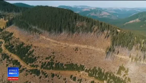 Arbori tăiați ilegal și tocați, pentru a li se pierde urma. Reacția firmelor care au cumpărat deșeul lemnos