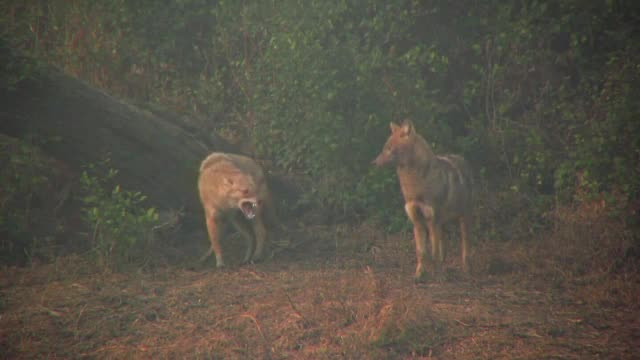 Fiara care a ajuns în Romania și s-a inmulțit necontrolat. A facut masacru in Delta