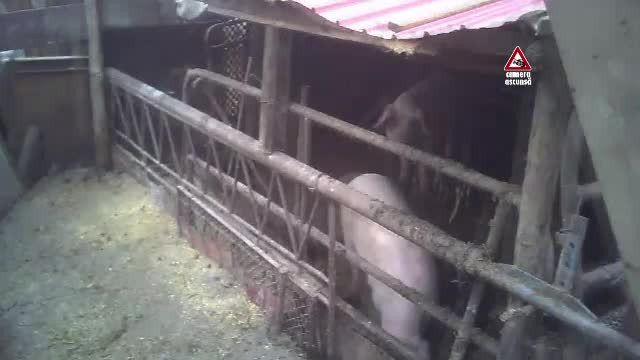 CAMERA ASCUNSĂ. Porci, vânduți din zonele afectate de pestă. ”E injectat, are tot”