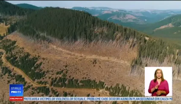 Arbori tăiați ilegal și tocați, pentru a li se pierde urma. Reacția firmelor care au cumpărat deșeul lemnos