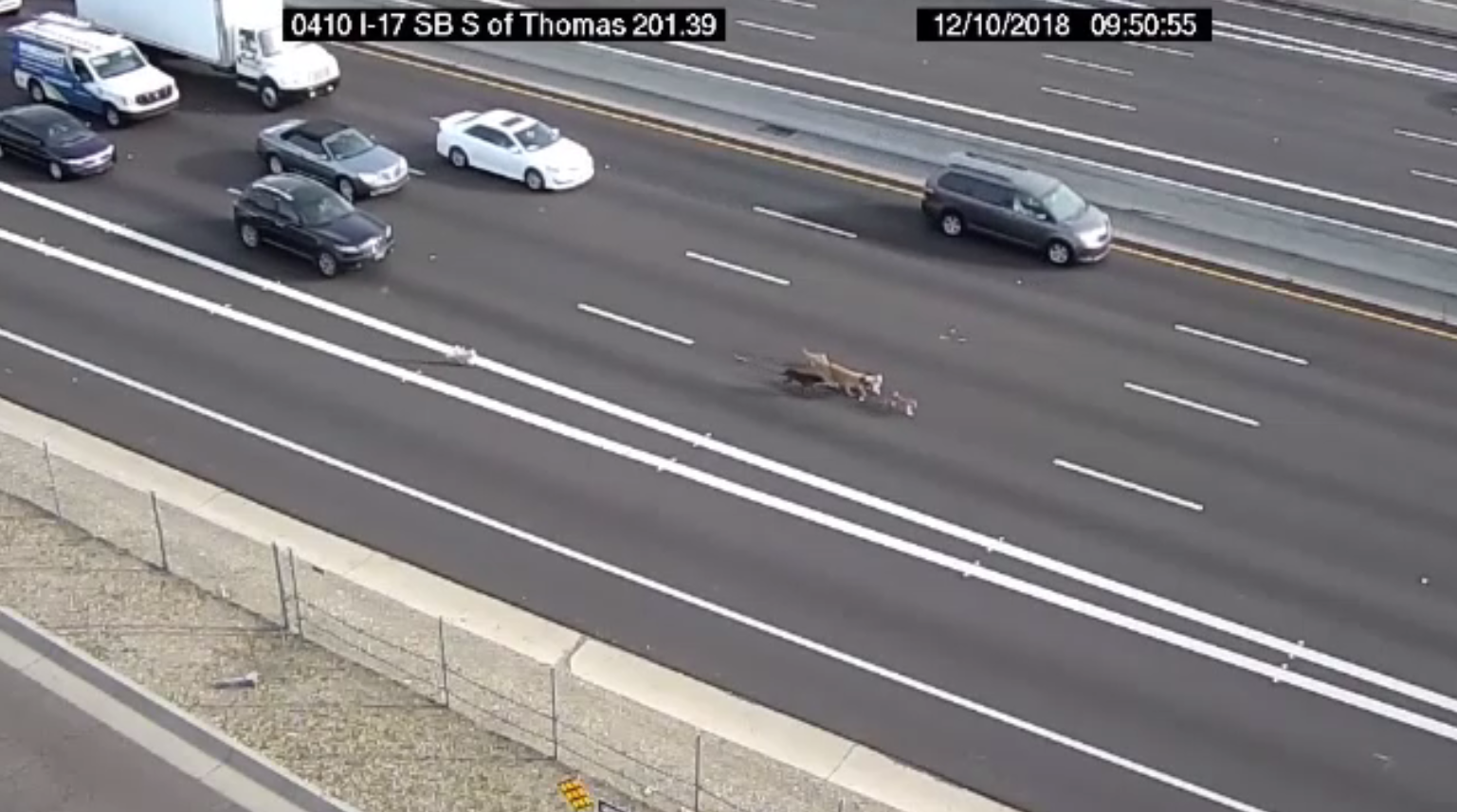 Traficul pe o şosea, dat peste cap de o haită de câini. Cum au fost prinşi