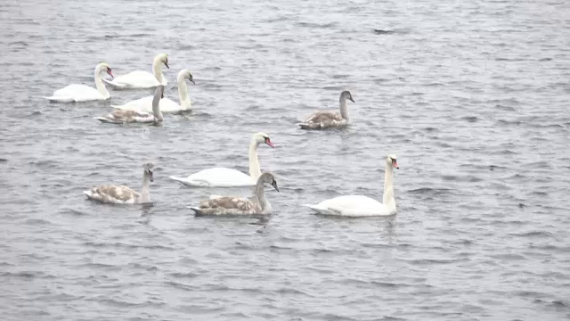 Spectacol fascinant pe un lac de acumulare din Alba. Zeci de lebede au poposit aici