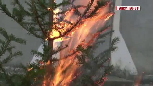 Experiment terifiant. Cât de uşor se transformă bradul de Crăciun în torţă