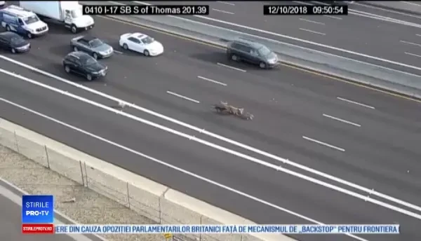 Traficul pe o autostradă din SUA, dat peste cap de o haită de câini