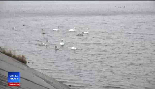 Spectacol fascinant pe un lac de acumulare din Alba. Zeci de lebede au poposit aici