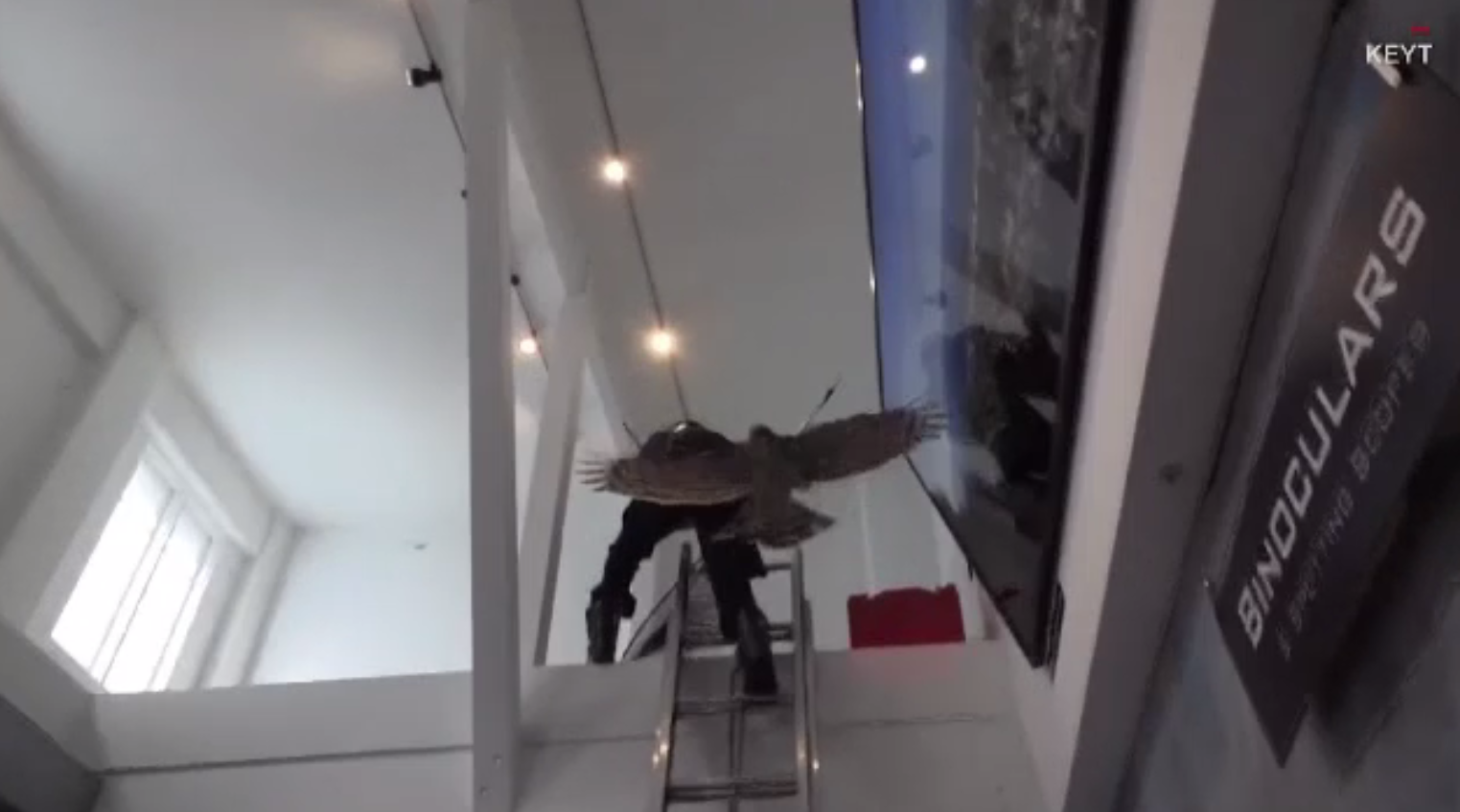 Cum a ajuns un șoim în interiorul unui magazin. Gestul făcut de proprietar