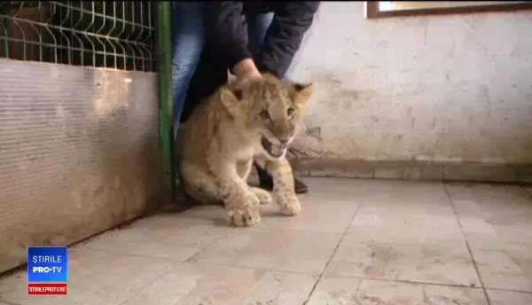 Puiul de leu găsit în portbagaj va avea ocazia să își facă prieteni noi