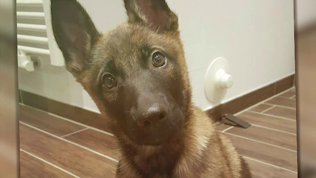 Soarta norocoasă a unui pui de ciobănesc belgian abandonat, găsit apoi de un polițist