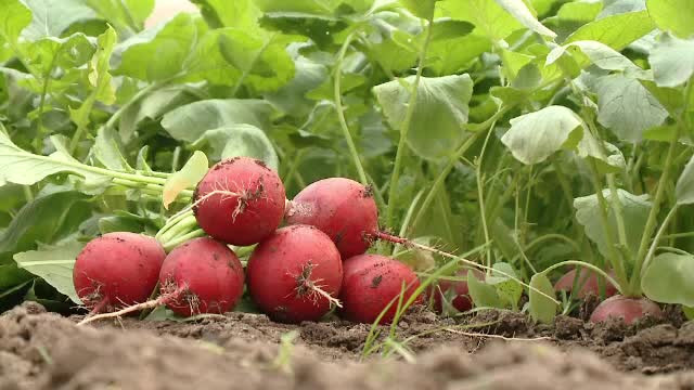 Ridichi - sursă bogată de antioxidanți și vitamine. Beneficii, calorii și moduri de consum