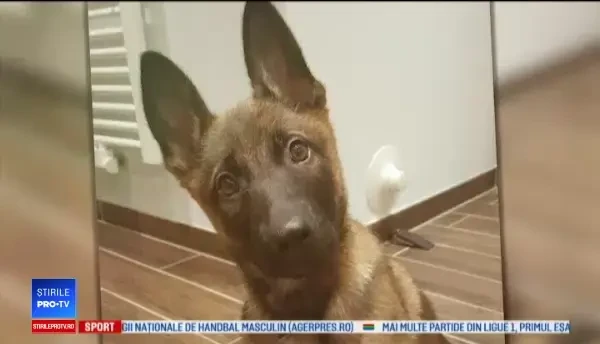 Soarta norocoasă a unui pui de ciobănesc belgian abandonat, găsit apoi de un polițist