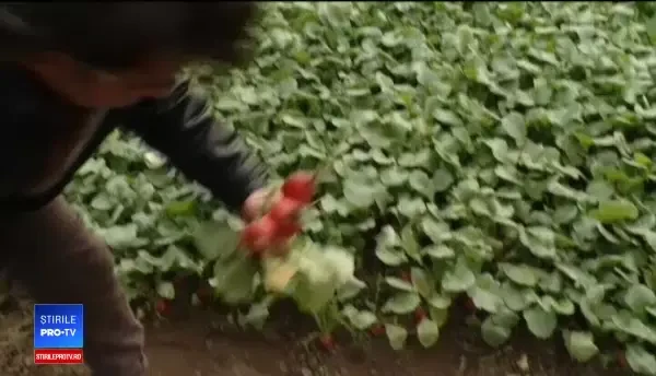 Producătorii de legume, gata să livreze salată și ridichi de sărbători. Ce prețuri au