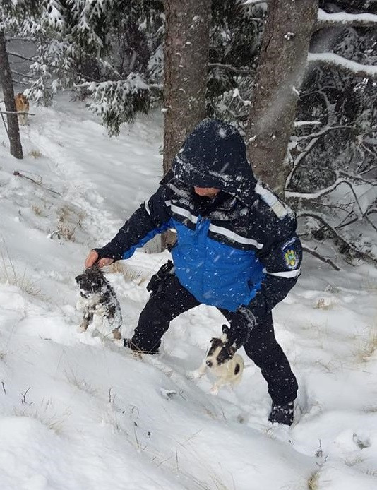 Jandarmii au salvat 6 cățeluși îngropați în zăpadă. Mama puilor le-a arătat unde erau