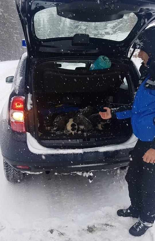 Catei salvati din zapada