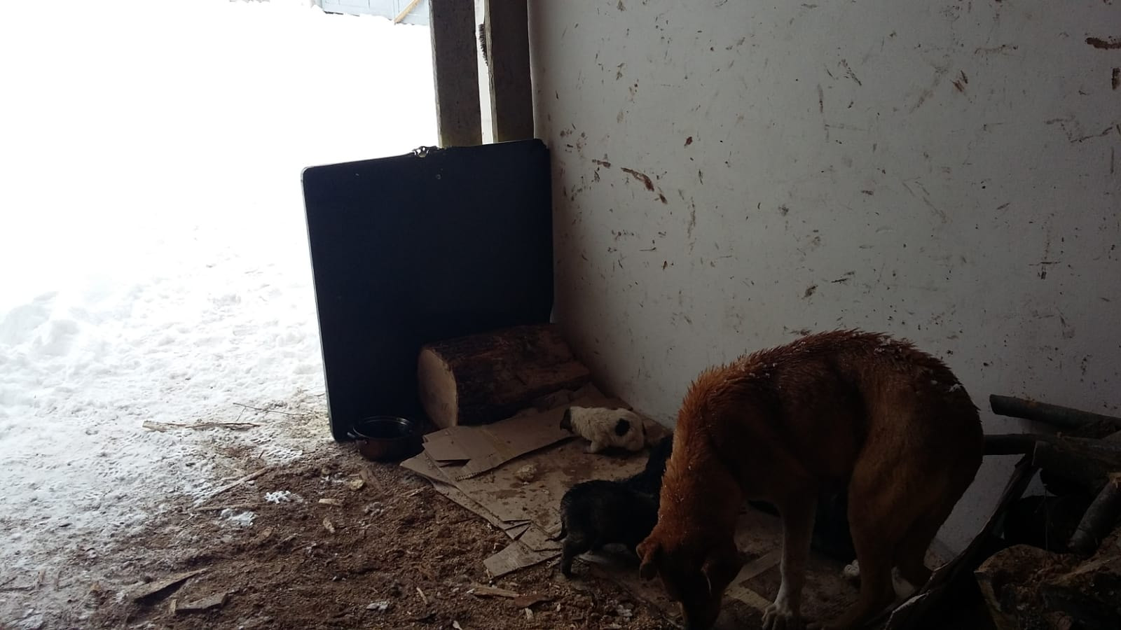 Catei salvati din zapada